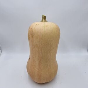 Courge Butternut