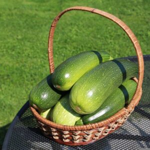 Courgette verte