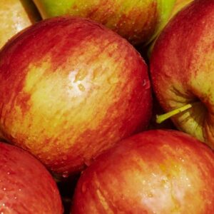 Pomme Gala