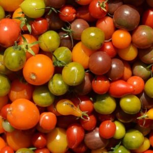 Tomates cerise mélange