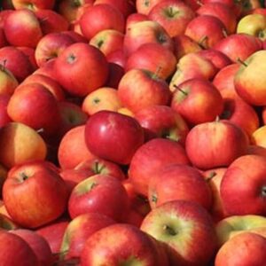 pomme pirouette