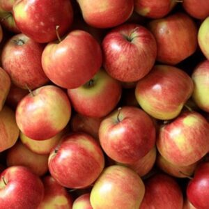 pommes Elstar
