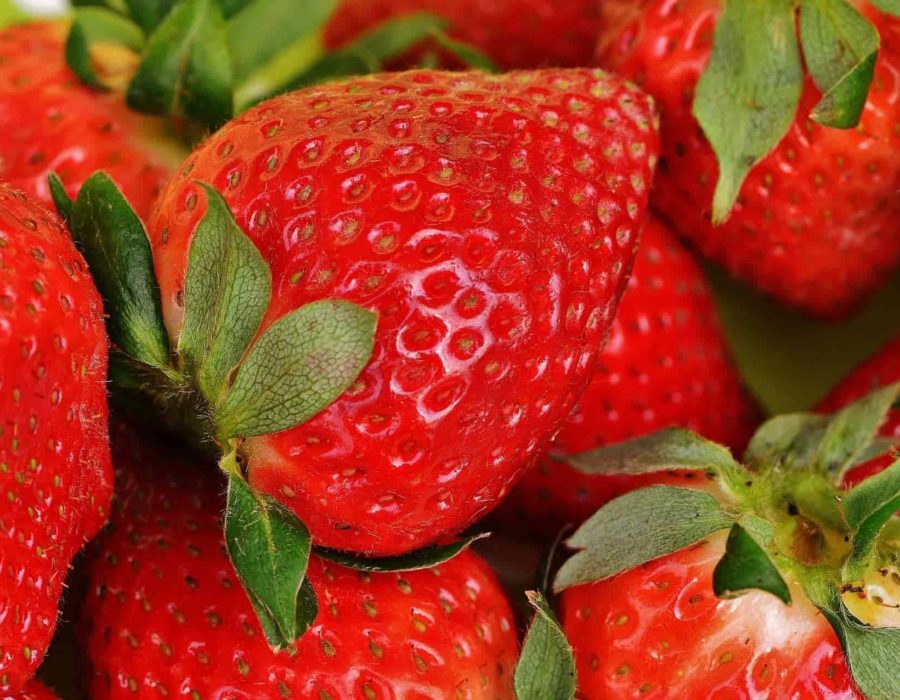 Fraises Ferme Reymann-min