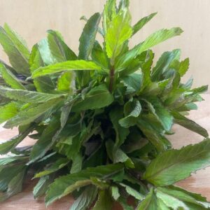 Menthe (en botte)