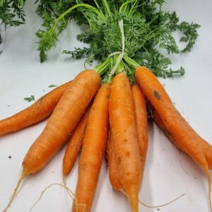 Carottes nouvelles en botte