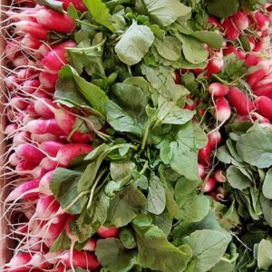 Radis roses et blancs (la botte)