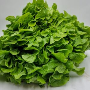 Salade Feuille de chêne blonde
