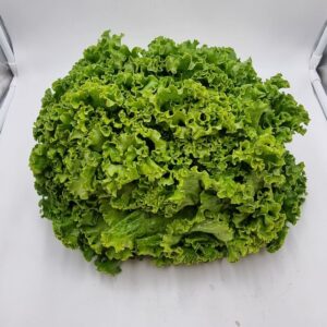 Salade Batavia (pièce)