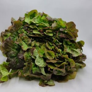 Salade Feuille de chêne rouge