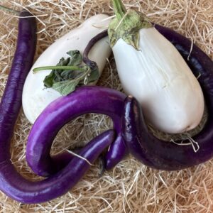 Aubergine couleur (au kilo)